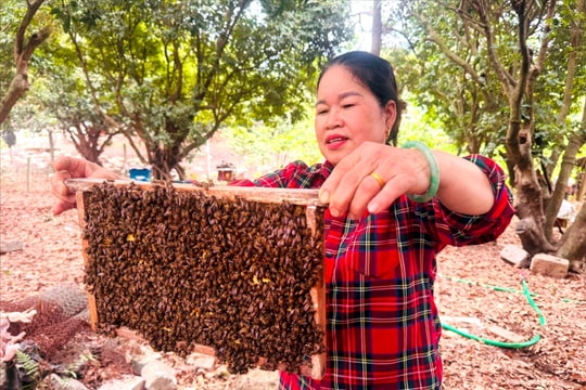 Phụ nữ xã Hoàng Hoa Thám xây dựng thương hiệu mật ong rừng