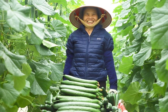 'Chìa khóa' để nông dân Kinh Môn kiếm bộn tiền từ cây trồng quen thuộc