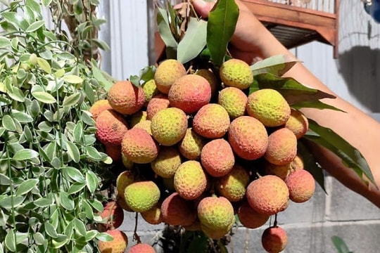 Early season pink litchi 200,000 VND per kg