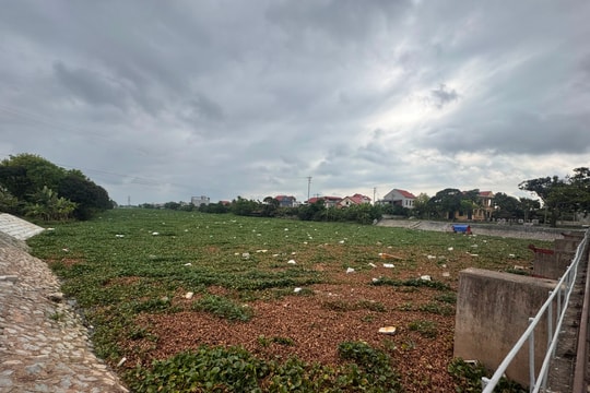 Bèo tây, rác thải phủ kín sông Đĩnh Đào