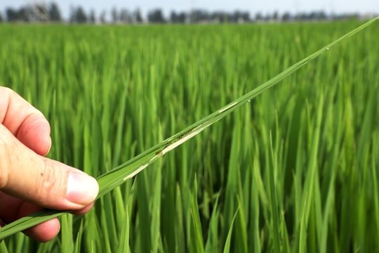 Second generation of small leaf rollers causes widespread damage to winter-spring rice in Hai Duong