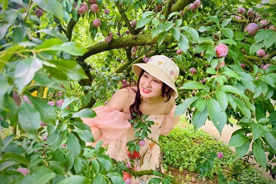 Travel to Moc Chau in plum season