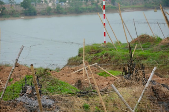 Hai Duong still has dozens of kilometers of dike where bamboo cannot be planted to block waves.