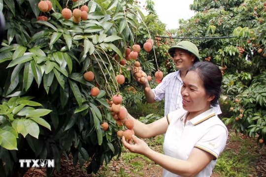 Lychee output expected to rise 30% this year
