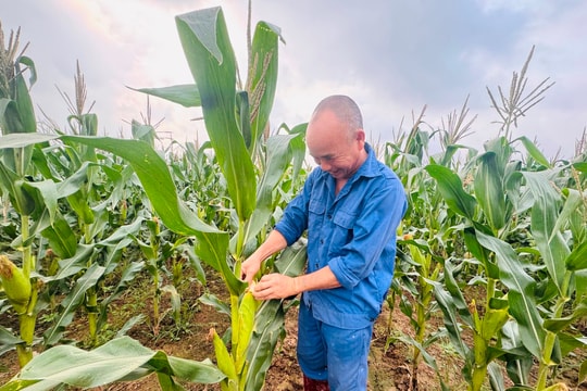 Hybrid glutinous corn ADI 668 brings profit of over 100 million VND/ha