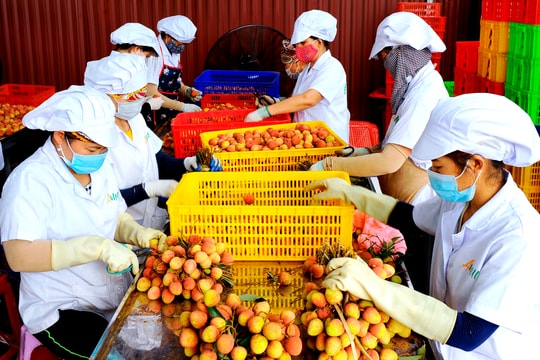 Ameii Vietnam signs export deal for over 1,000 tons of Thanh Ha lychees