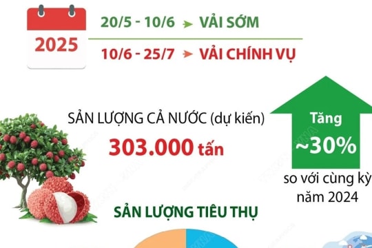 Sản lượng thu hoạch vải thiều cả nước dự kiến tăng 30% trong niên vụ 2025
