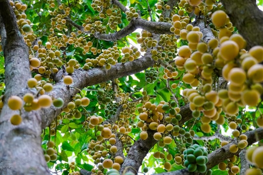 Mùa dâu da trên núi Cấm