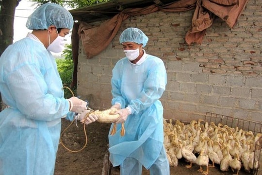 Tăng khoảng 2,3 triệu liều vaccine phòng bệnh cho đàn vật nuôi vụ xuân ở Hải Dương