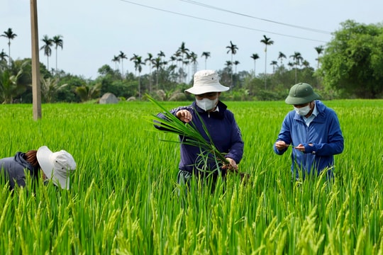 Những kỹ sư bám đồng 'bắt bệnh' cho cây trồng