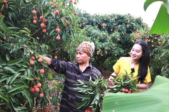 Vải u trứng trắng Thanh Hà được đặt mua 100.000 đồng/kg
