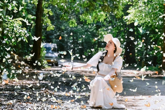 Gợi ý lịch trình tham quan Vườn quốc gia Cúc Phương mùa bướm và đom đóm