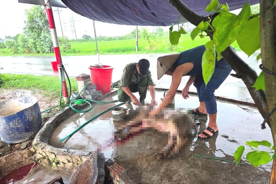 Phản cảm cảnh giết mổ gia súc ngay bên đường ở xã Lai Khê (Kim Thành)