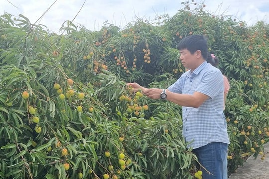 3 doanh nghiệp cam kết mua vải thiều Thanh Hà cao hơn giá thị trường 20%