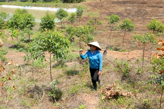 Hải Dương trồng rừng đạt 84% kế hoạch