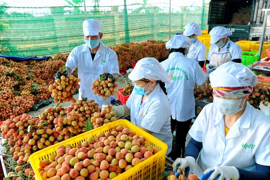 Hội nghị xúc tiến thương mại vải thiều Thanh Hà dự kiến tổ chức vào ngày 30/5