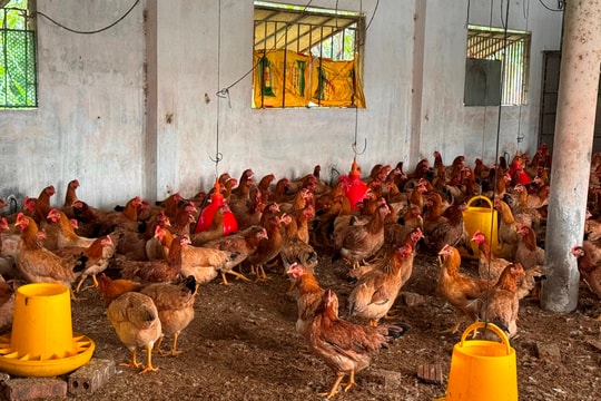 Giá gà thịt tại Hải Dương tăng