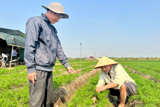 Thanh Miện có số hộ tích tụ ruộng đất nhiều nhất Hải Dương