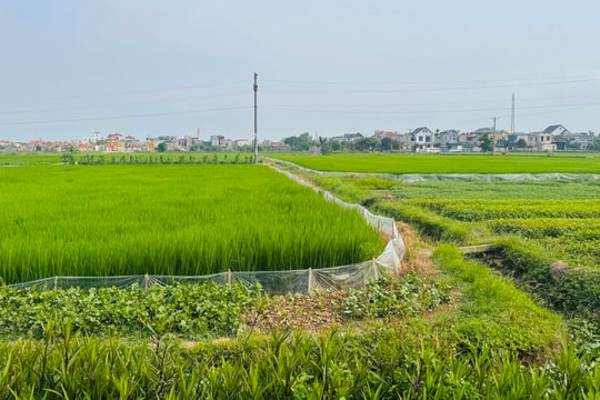 441 boundary markers for Lao Cai – Ha Noi – Hai Phong railway project in Hai Duong handed over
