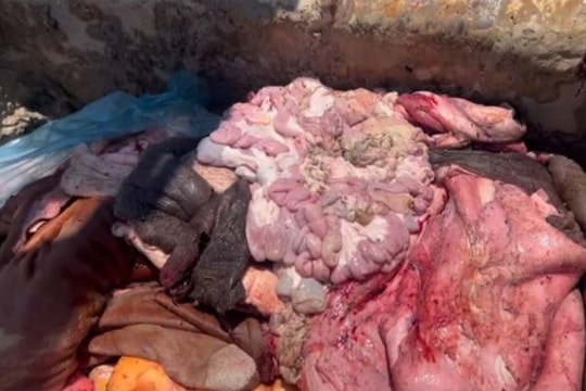 Hơn 1 tấn nội tạng trâu bò bốc mùi trên xe tải