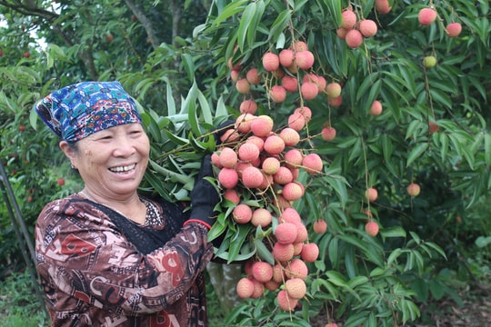 Vải Thanh Hà đầu mùa giá cao