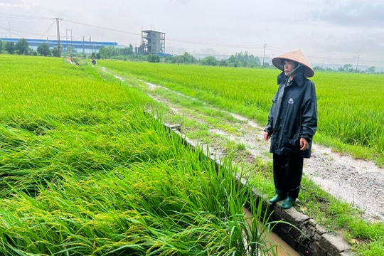 Mưa lớn ít ảnh hưởng tới sản xuất nông nghiệp