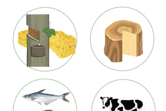 Agro-forestry-fishery exports rise by 10.7% in four months