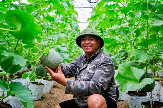 Nông dân thu lãi trên 15 triệu đồng/sào dưa lưới trồng trong nhà màng