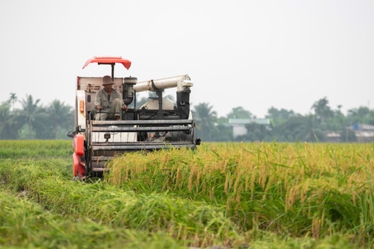 Huyện đầu tiên ở Hải Dương thu hoạch lúa đông xuân