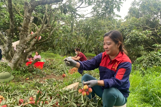 Xã nhiều vải sớm nhất huyện Thanh Hà có 17 điểm thu mua