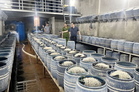 Ngâm ủ giá đỗ bằng chất cấm pha nước vôi rồi 'tuồn' ra thị trường gần 350 tấn