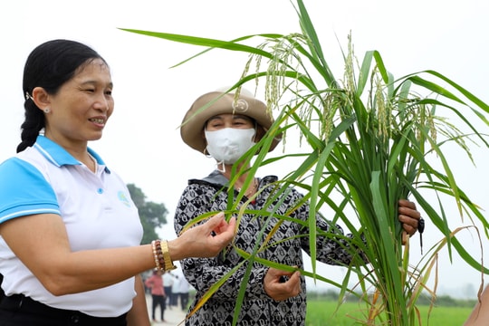 Lúa đặc sản Séng cù hợp với đồng đất Hải Dương