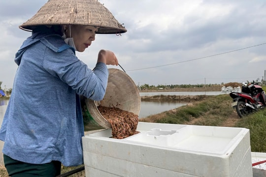 Tăng cường bảo vệ nguồn lợi thủy sản đặc thù, quý hiếm tại Hải Dương