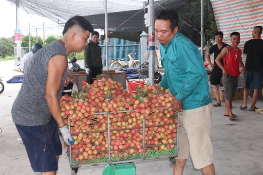 Nông dân Thanh Hà vui mùa vải sớm bội thu