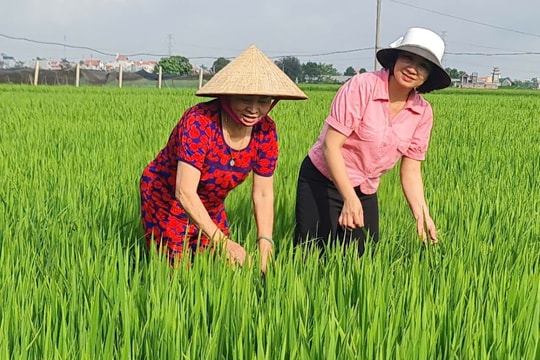 Giá trị sản phẩm trên 1 ha đất trồng trọt, nuôi thủy sản ở Nam Hưng vượt xa mục tiêu của tỉnh