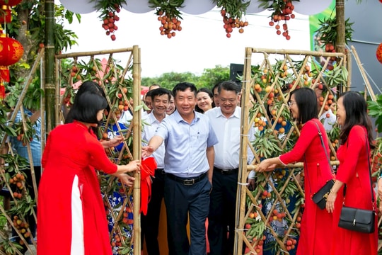 Mở vườn vải thiều Thanh Hà, xúc tiến tiêu thụ trong và ngoài nước
