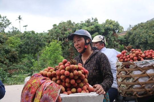 Nông dân Thanh Hà thu hoạch 1.000 tấn vải mỗi ngày
