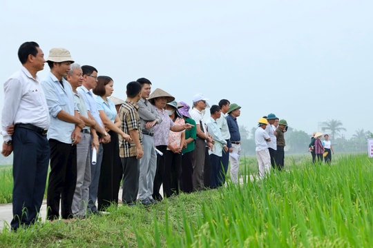 Sáp nhập xã, hợp tác xã dịch vụ nông nghiệp hoạt động thế nào?