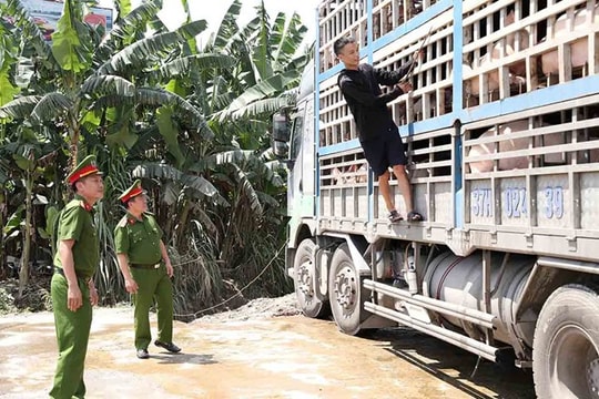 Đường đi của lợn bệnh, lợn chết