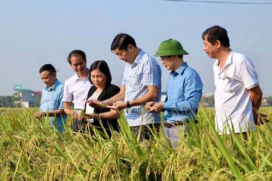 Hải Dương tăng diện tích gieo cấy trà lúa mùa sớm