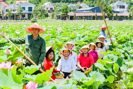 Hấp dẫn tour trải nghiệm sen tại đền Kiếp Bạc