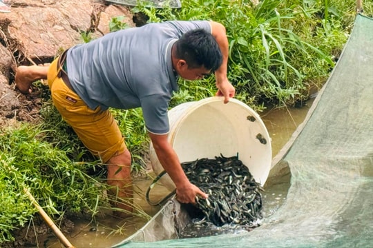 Nông dân Hải Dương thắng lớn với giống cá chuối hoa