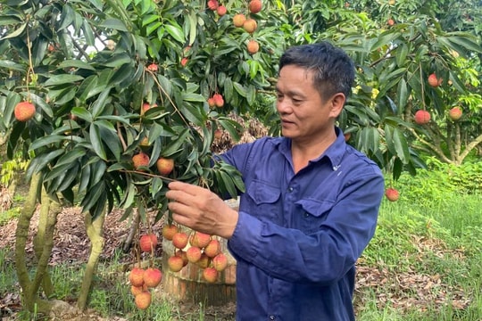 Giống vải mới của ông Phạm Văn Giang (Thanh Hà) bán được 150.000 đồng/kg