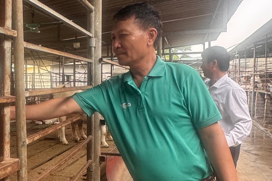 Trang trại nuôi dê lớn nhất Hải Dương có gì đặc biệt?