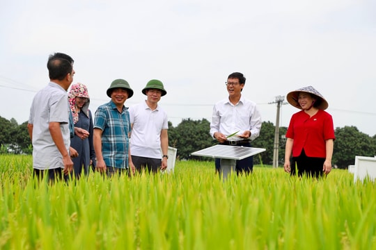 Hải Dương canh tác gần 1.000 ha lúa đông xuân giảm phát thải khí nhà kính