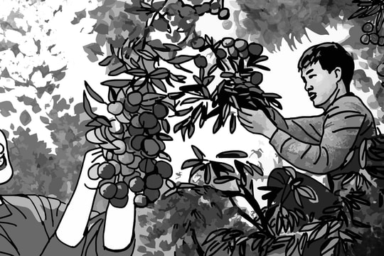 Chuyện tình vải thiều