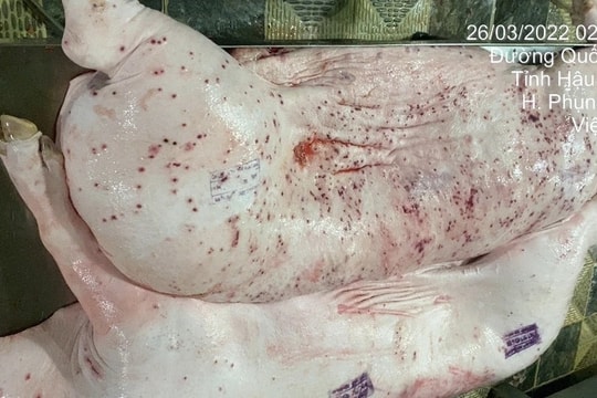 Đề nghị Bộ Công an vào cuộc điều tra vụ C.P Việt Nam bị tố bán thịt lợn bệnh
