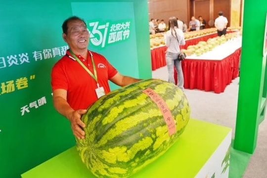 Người đàn ông trồng được quả dưa hấu gần 100 kg