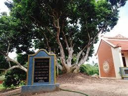 Bảo vệ danh tiếng cây vải tổ