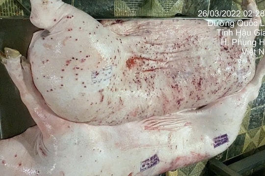 Vụ C.P Việt Nam bị tố bán lợn bẩn: Cục Chăn nuôi và Thú y báo cáo do nhân viên kiểm dịch sai quy trình